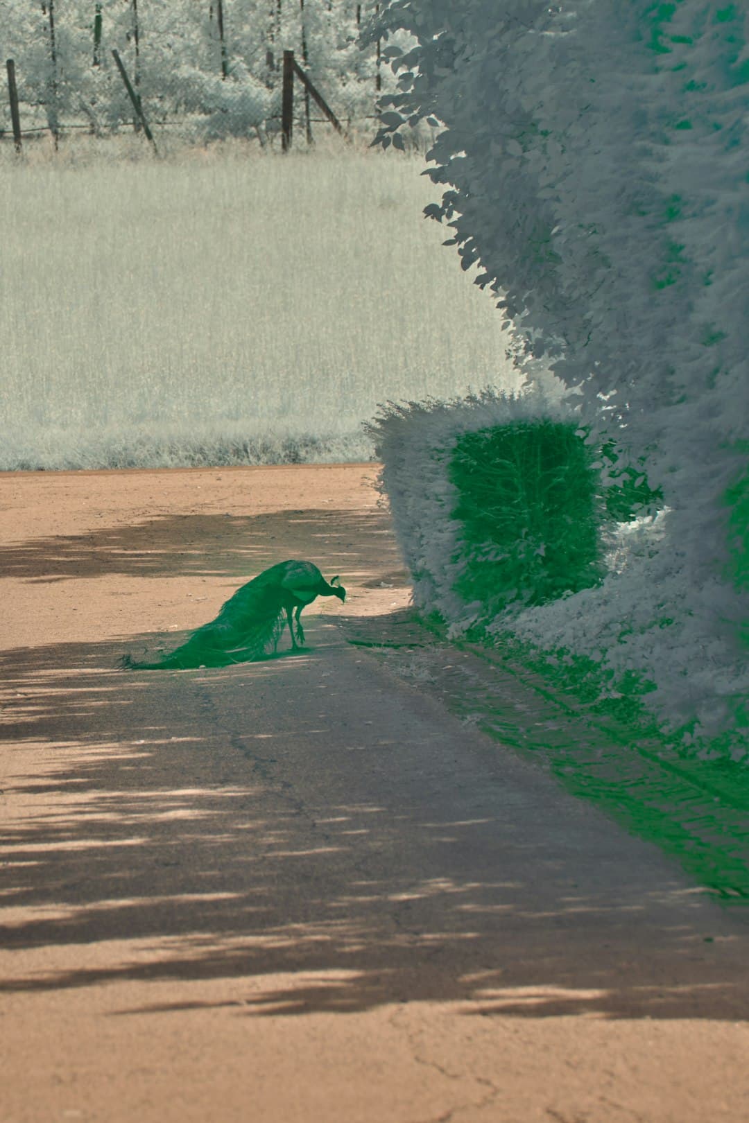 2D Animation